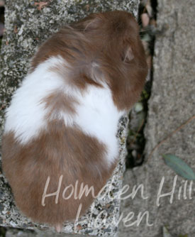 Raspberry- Chocolate Banded Longhaired